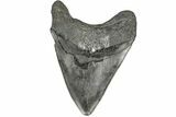Fossil Megalodon Tooth - South Carolina #165408-1